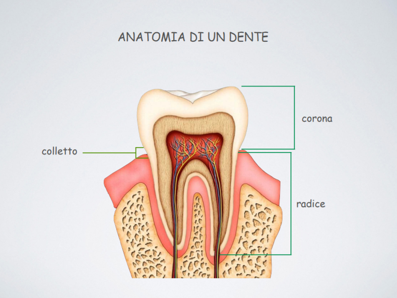 studio-dentistico-pagliani_cura-canalare_anatomia-dente-01