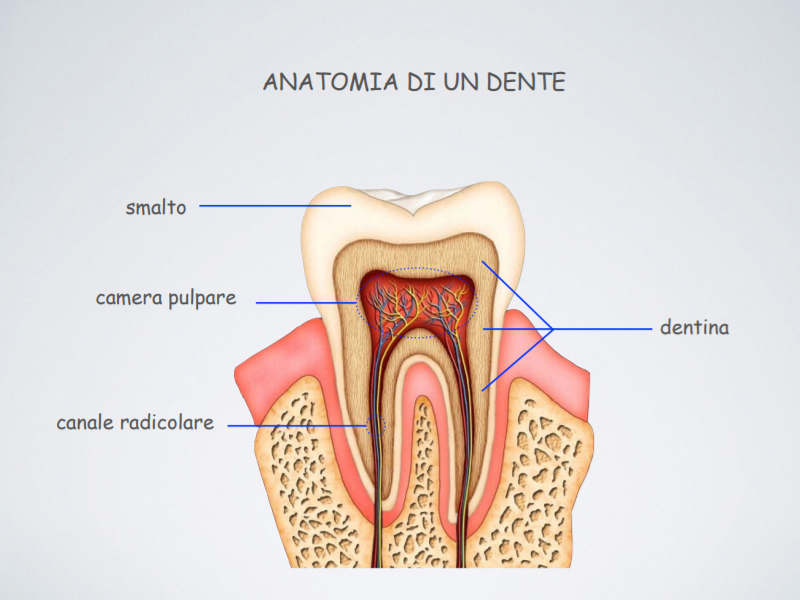studio-dentistico-pagliani_cura-canalare_anatomia-dente-02