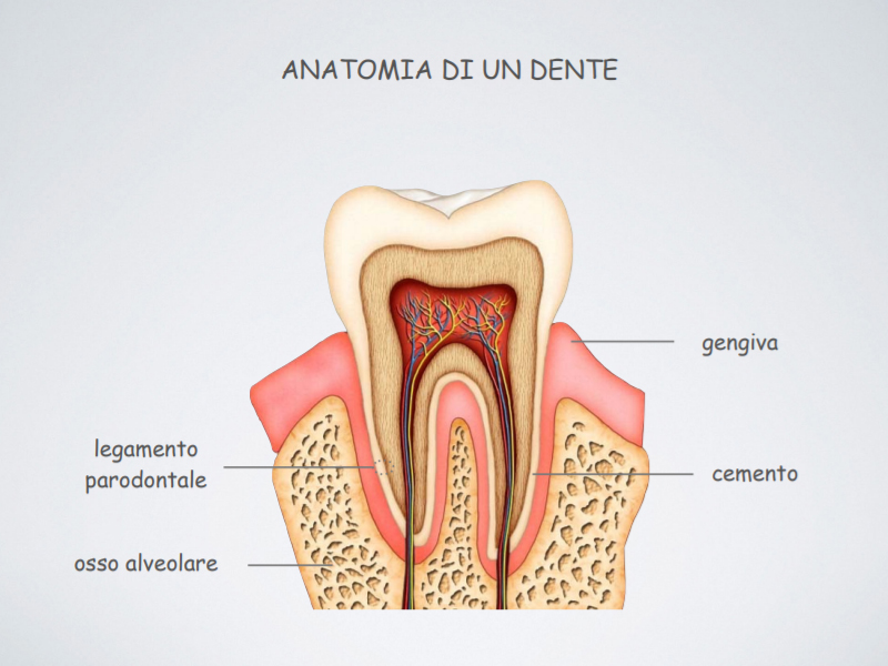 studio-dentistico-pagliani_cura-canalare_anatomia-dente-03