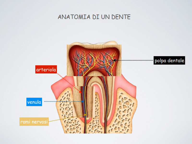 studio-dentistico-pagliani_cura-canalare_anatomia-dente-04